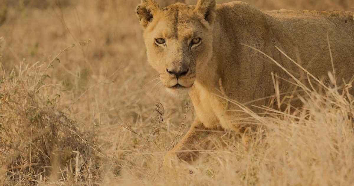 All neobanks and neobrokers in Eswatini (January 2025)